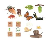 KiBcsLic Life Cycle Learning Toys Preschool Teaching Tools Biology Model Life Science Education Kits for Games Teaching Birthday Gifts, Style C