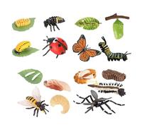 KiBcsLic Life Cycle Learning Toys Preschool Teaching Tools Biology Model Life Science Education Kits for Games Teaching Birthday Gifts, Style D