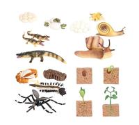 KiBcsLic Life Cycle Learning Toys Preschool Teaching Tools Biology Model Life Science Education Kits for Games Teaching Birthday Gifts, Style B