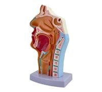 KiBcsLic Model of The Nose, Oral Cavity, Pharynx, Larynx, Human Model for Display, Teaching, And Science Study