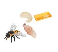 KICHOUSE 1Set Bee Growth Cycle Models Educational Insect Life Cycle Display for Creative and Realistic Bee to Enhance Cognitive Learning and Imagination