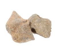 KICHOUSE 2pcs Natural Sea Shell Specimens Decoration for Home Classroom Educational Teaching Supplies for Geology Paleontology Unique Adornments Each