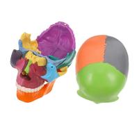 KICHOUSE Colored Skull Model with Removable Sections Vivid Anatomy Figure for Medical Schools and Training Detailed Visualization of Anatomical Structures for Learning
