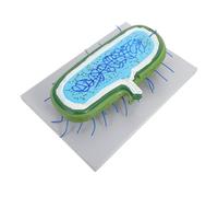 KICHOUSE Enlarged Animal Cell Model with Detailed Structure and Nucleus Interactive Biology Teaching Kit for Classroom Use Comprehensive Cellular Anatomy Science Aid for Students