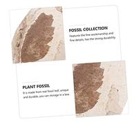 KICHOUSE Fossilized Leaf Collection Specimen for Education Plant Random Styles for Teaching and Decorative Use Enhances Creativity and Knowledge Paleontology