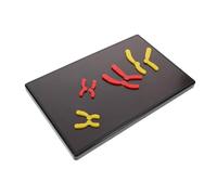 KICHOUSE Magnetic Model for Biology Classrooms Educational Teaching Aid for High School Middle School Learning Tool for Genetics Concepts and Interactive Lessons