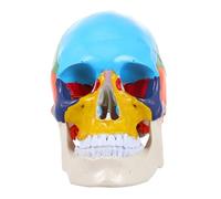 KICHOUSE Medical Anatomical Skull Model Realistic Fake Skull Head Model for Education Art Anatomy Studies Material for Schools Training Institutions