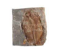 KICHOUSE Realistic Trilobite Stone Specimen for Rock and Mineral Collection, Science and Educational with Desktop Adornments, for Collectors and Teens as Dormitory Or Desktop Decorations