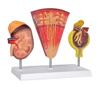 Kidney Model, Human Kidney Nephron and Glomerulus Model, Kidney Anatomy Model for Medical Education Assisted Dissection Suitable for Students & Urologists