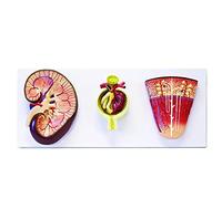 Kidney Nephron Glomerulus Magnified Model Enlarged 3X Models Set Shows Basic Structure of Kidney Urinary System Anatomy