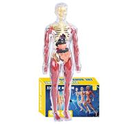 Kids Anatomy Toy - Human Body Educational Model with Organs | Interactive STEM Learning Kit for Kindergarten, Home, and Playroom | 11-Inch Removable Anatomys Soft Models Living Room Bedroom Education