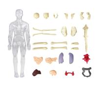 Kids Anatomy Toys, Human Anatomy Model for Kids, Educational Interactive Realistic Figure Skeleton Toy for Learning By Adults Dentists Doctors Students Lab Science Preschool Homeschool