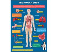 Kids Learn The Human Body Skeleton & Organs Educational Toddlers Childs Poster Art Print Wall Chart A3 (30cm x 42cm)