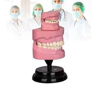 Kids Teeth Anatomy Model, Dental Teaching Tooth Model, Tooth Set Biology Teaching Aids, Student Stomatology Model for Cultivate Children's Interest
