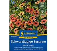 Kiepenkerl Black Eyed Susan - African Sunset - 1 Pkg