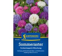 Kiepenkerl China Aster Colourful Carpet Mix - 1 Pkg