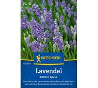 Kiepenkerl Lavender - 1 Pkg