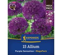 Kiepenkerl Mega-Pack Allium Purple Sensation - 15 items