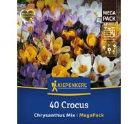 Kiepenkerl Mega-Pack Botanical Crocus Mix - 40 items