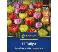 Kiepenkerl Mega-Pack Double Late Rose Tulip Mix - 12 items
