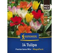 Kiepenkerl Mega-Pack Fosteriana Tulip Mix - 14 items