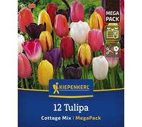 Kiepenkerl Mega-Pack Simple Late Tulips Cottage Mix - 12 items