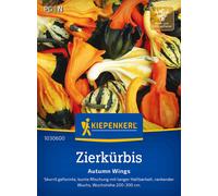 Kiepenkerl Ornamental Squash "Autumn Wings" - 1 Pkg