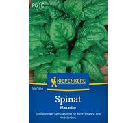 Kiepenkerl Spinach 'Matador' - 1 Pkg