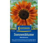 Kiepenkerl Sunflower "Abendsonne" - 1 Pkg