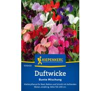 Kiepenkerl Sweet Pea Colourful Mix - 1 Pkg