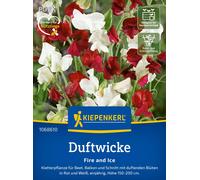 Kiepenkerl Sweet Pea "Fire and Ice" - 1 Pkg