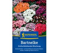 Kiepenkerl Sweet William "Single-flowered Mixture" - 1 Pkg