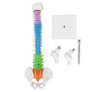 KIMISS Anatomy Spine Model 45cm Colour Coded Miniature with Thigh Bone Set Kit for Learning Teaching - Flexible Spine Model - Vertebral Column