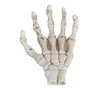 KIMISS Halloween Skeleton Hands - Anatomical Human Hand Model, Lightweight Plastic Decoration for Teaching and Home Use