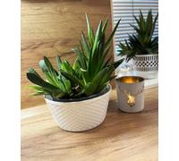 Kimmel Pack of 3 Flower Arrangement Plant Bowls, White, 12cm