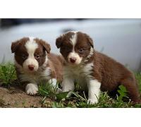 Kindergarten Educational Game Puzzle 1000 Pieces Border Collie Puppy Intelligence stress relief game50x70cm