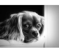 King Charles Spaniel Black and White Art Blank Greeting Card
