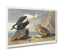 King Duck Bird By John James Audubon Canvas Print | Gallery Wrapped 30mm Frame Wall Art | 30x20 inches | Ready to Hang | Retro Animals Picture | Living Room Bedroom Lounge Office