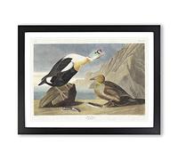 King Duck Bird By John James Audubon Vintage Framed Print | A4 Black Framed Wall Art | Ready to Hang | Classic Animal Picture | Living Room Bedroom Lounge Office