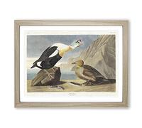 King Duck Bird By John James Audubon Vintage Framed Print | A4 Oak Framed Wall Art | Ready to Hang | Classic Animal Picture | Living Room Bedroom Lounge Office