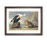 King Duck Bird By John James Audubon Vintage Framed Print | A4 Walnut Framed Wall Art | Ready to Hang | Classic Animal Picture | Living Room Bedroom Lounge Office