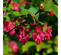 King Edward Vii Flowering Currant Shrub Plant Ribes Sanguineum 2L Pot Plant Theory Green One Size