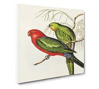 King Lory Parrot by Elizabeth Gould Canvas Print | Gallery Wrapped 30mm Frame Wall Art | 14x14 inches | Ready to Hang | Modern Animals Picture | Living Room Bedroom Lounge Office