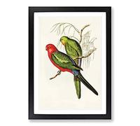 King Lory Parrot by Elizabeth Gould Framed Print | A2 Black Framed Wall Art | Ready to Hang | Modern Animal Picture | Living Room Bedroom Lounge Office