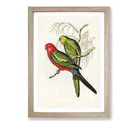 King Lory Parrot by Elizabeth Gould Framed Print | A2 Oak Framed Wall Art | Ready to Hang | Modern Animal Picture | Living Room Bedroom Lounge Office
