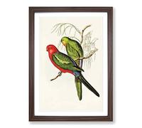 King Lory Parrot by Elizabeth Gould Framed Print | A2 Walnut Framed Wall Art | Ready to Hang | Modern Animal Picture | Living Room Bedroom Lounge Office