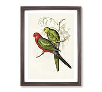 King Lory Parrot By Elizabeth Gould Vintage Framed Print | A2 Walnut Framed Wall Art | Ready to Hang | Classic Animal Picture | Living Room Bedroom Lounge Office