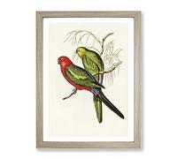 King Lory Parrot By Elizabeth Gould Vintage Framed Print | A3 Oak Framed Wall Art | Ready to Hang | Classic Animal Picture | Living Room Bedroom Lounge Office