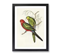 King Lory Parrot By Elizabeth Gould Vintage Framed Print | A4 Black Framed Wall Art | Ready to Hang | Classic Animal Picture | Living Room Bedroom Lounge Office