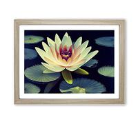 King Water Lily Flower Framed Print | A4 Oak Framed Wall Art | Ready to Hang | Modern Floral Picture | Living Room Bedroom Lounge Office